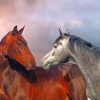 Beautiful Horse Couple Diamond Painting