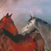 Beautiful Horse Couple Diamond Painting