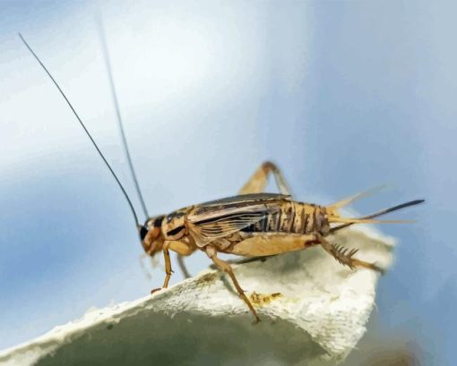 Beige Cricket Insect Diamond Painting