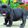 Black French Bulldog Diamond Painting