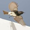 Black Phoebe Flying Diamond Painting