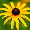 Black Eyed Susan Diamond Painting