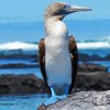 Blue Footed Booby Diamond Painting