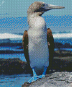 Blue Footed Booby Diamond Painting