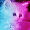 Blue Pink Cat Diamond Painting