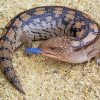 Blue Tongued Skink Diamond Painting