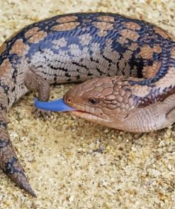 Blue Tongued Skink Diamond Painting