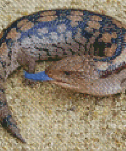 Blue Tongued Skink Diamond Painting