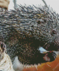 Brazilian Porcupine Diamond Painting