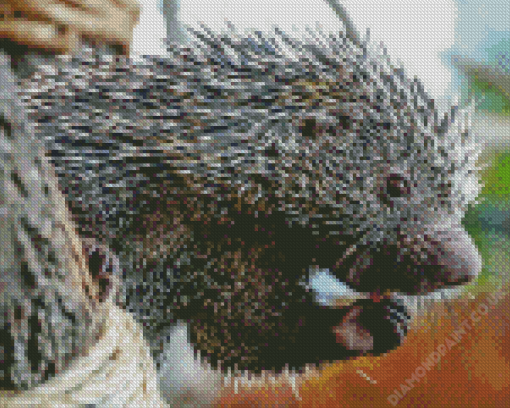 Brazilian Porcupine Diamond Painting