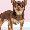 Brown Chihuahua Dog Diamond Painting