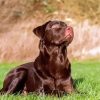 Brown Labrador Diamond Painting