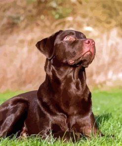 Brown Labrador Diamond Painting