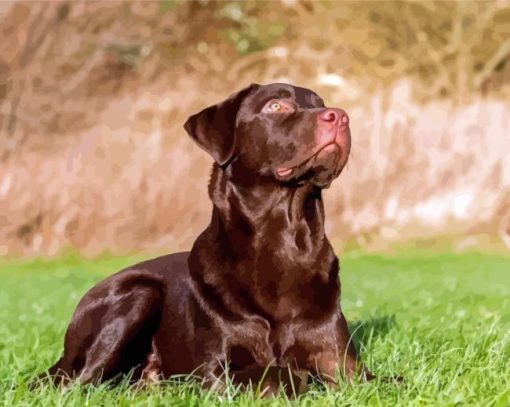 Brown Labrador Diamond Painting