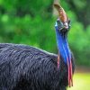 Cassowary Flightless Bird Diamond Painting