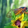 Cicadas On Flower Diamond Painting