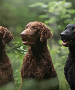 Curly Coated Retriever Diamond Painting