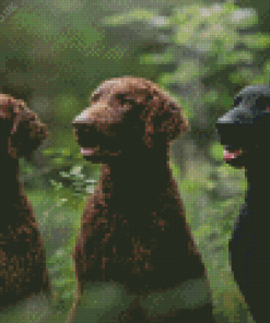 Curly Coated Retriever Diamond Painting