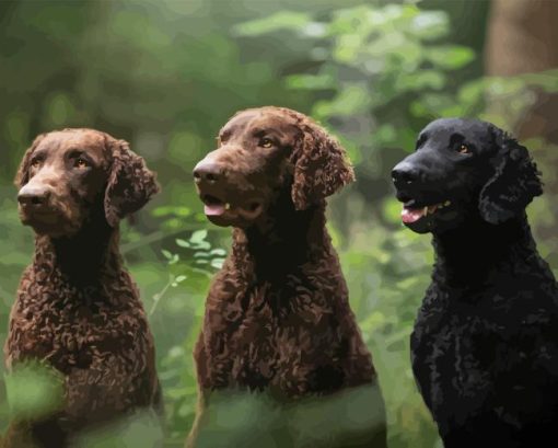 Curly Coated Retriever Diamond Painting