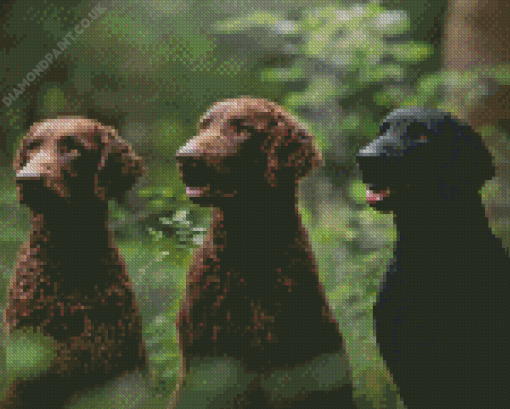 Curly Coated Retriever Diamond Painting