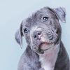 Cute Blue Staffy Diamond Painting