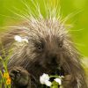 Cute Porcupine Diamond Painting