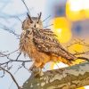 Eurasian Eagle Owl Diamond Painting