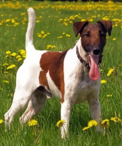 Fox Terrier Diamond Painting