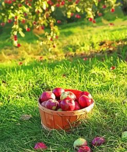 Freshly Picked Apples Diamond Painting