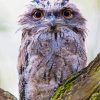 Frogmouth On Tree Diamond Painting