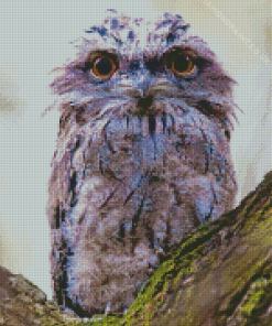 Frogmouth On Tree Diamond Painting