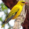 Golden Oriole Bird Diamond Painting