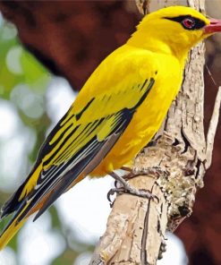 Golden Oriole Bird Diamond Painting