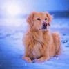 Golden Retriever Diamond Painting