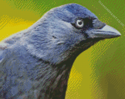 Jackdaw Diamond Painting