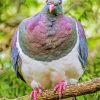 Kereru Bird Diamond Painting