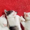 Kittens Sleeping Diamond Painting