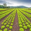 Lettuce Field Diamond Painting