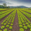 Lettuce Field Diamond Painting