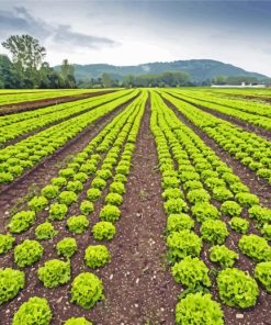 Lettuce Field Diamond Painting