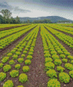 Lettuce Field Diamond Painting