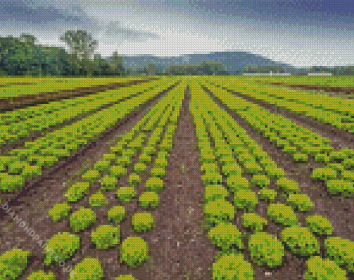 Lettuce Field Diamond Painting