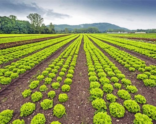 Lettuce Field Diamond Painting