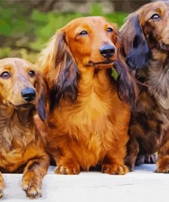 Long Haired Dachshund Diamond Painting