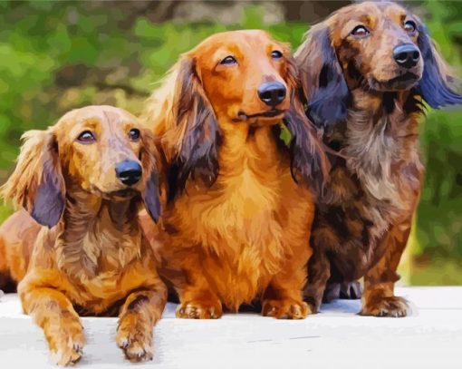 Long Haired Dachshund Diamond Painting