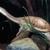 Long Neck Turtle Diamond Painting