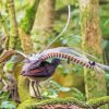 Lyrebird Animal Diamond Painting