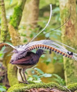 Lyrebird Animal Diamond Painting