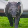 Malayan Tapir Diamond Painting