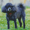 Miniature Poodle Diamond Painting